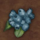 blueberry 135x135 blueberry 135x135